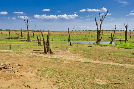 Wetlans景观干淹树乌达瓦拉维公园斯里兰卡亚洲湿地绿生物学图片