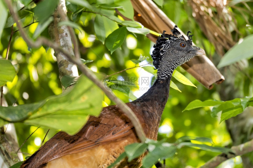 大库纳索克拉斯卢布女变形热带雨林哥斯达黎加中美洲央羽毛野生动物图片