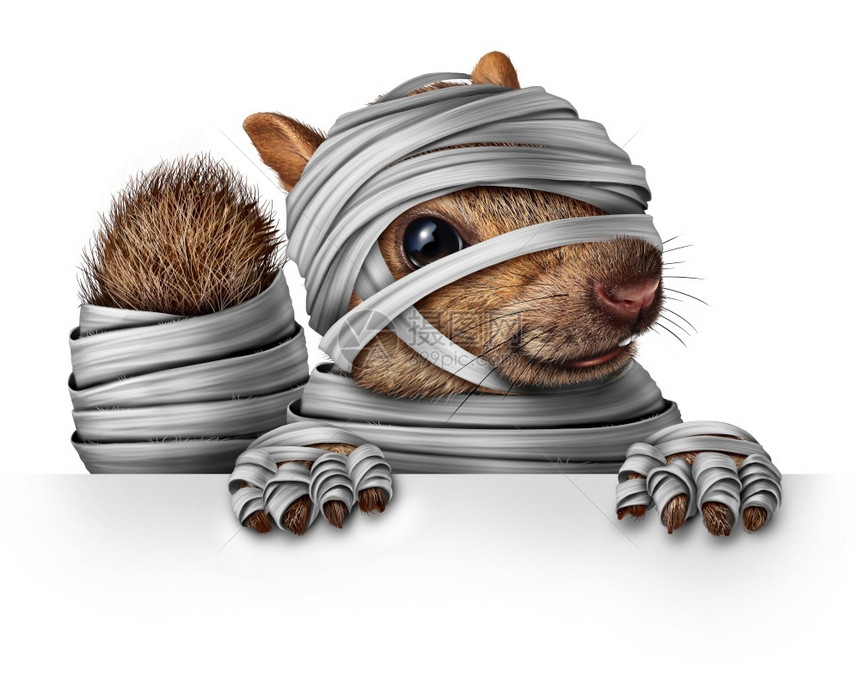 卡通片可怕的穿着木乃伊装扮成圣洁动物的松鼠可爱挂在空白的标牌上复制空间是一个可爱的毛皮小老鼠格用3D插图风格握着广告和营销牌标志图片