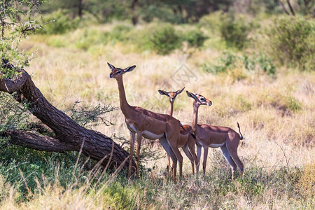 草食动物肯尼亚稀树草原上的非洲羚羊在寻找食物户外哺乳动图片