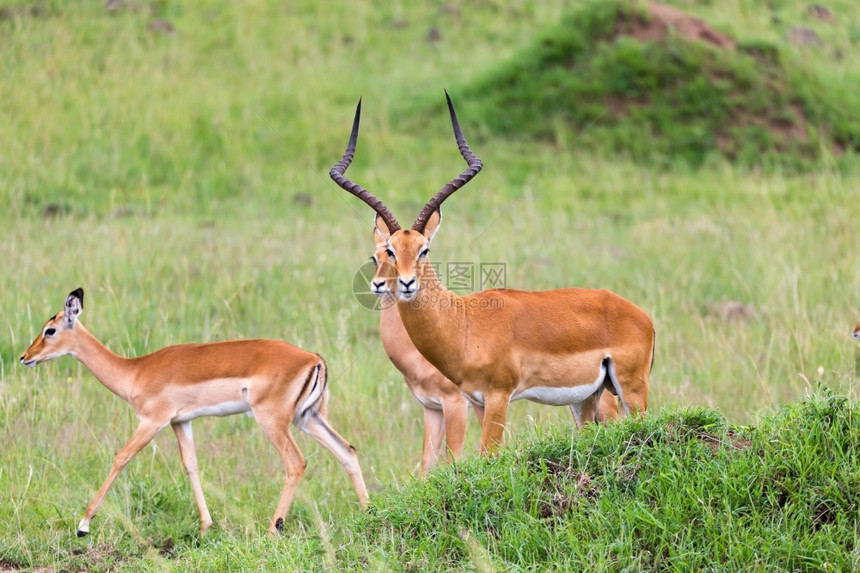 肯尼亚热带草原的地上大量印度红羚鹦鹉在肯尼亚热带草原上的地有许多印度红环境乔贝稀树草原图片