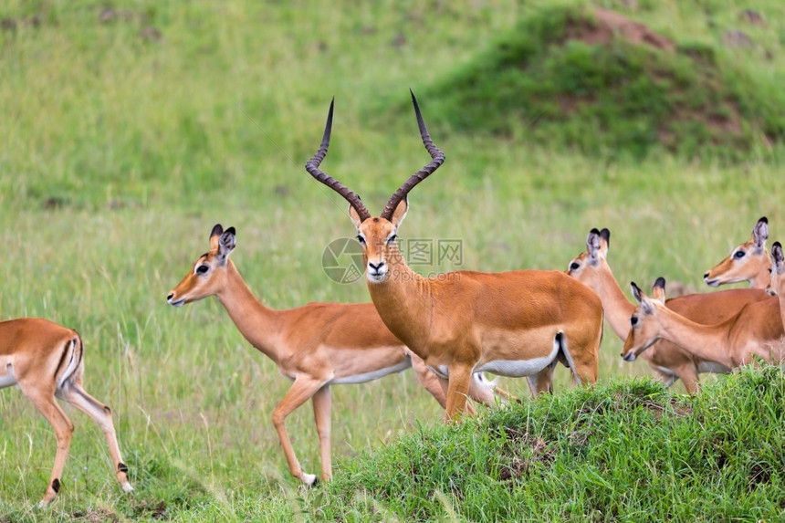 埃皮塞罗斯肯尼亚热带草原的地上大量印度红羚鹦鹉在肯尼亚热带草原上的地有许多印度红户外野生动物图片
