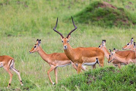 埃皮塞罗斯肯尼亚热带草原的地上大量印度红羚鹦鹉在肯尼亚热带草原上的地有许多印度红户外野生动物游戏高清图片素材