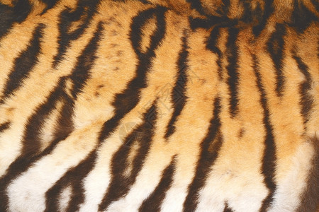皇家印度西伯利亚美丽的老虎真正纹理皮毛具有古老效果野猫高清图片素材