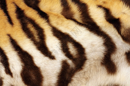 西伯利亚质地黑色的老虎上细节真正黑条纹动物身上的毛皮底格里斯河高清图片素材