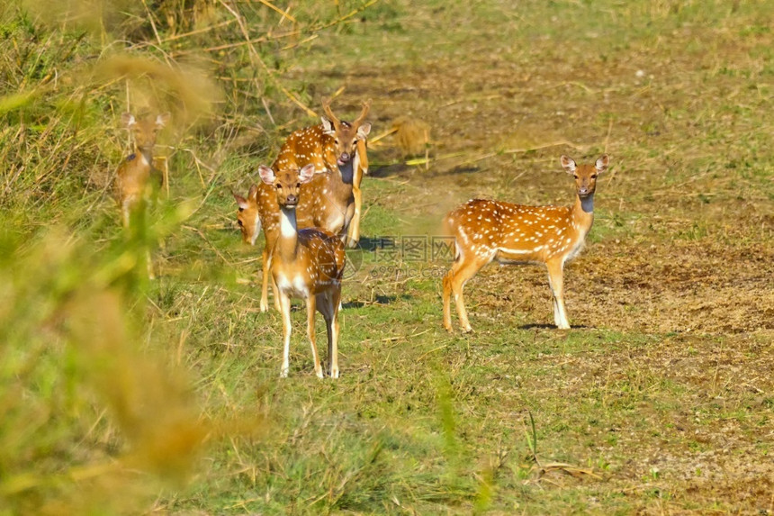 切塔尔生态旅游斑点鹿CheetalAxisAxisAxisDeerRoyalBardiaNationalParkBardiyaP图片