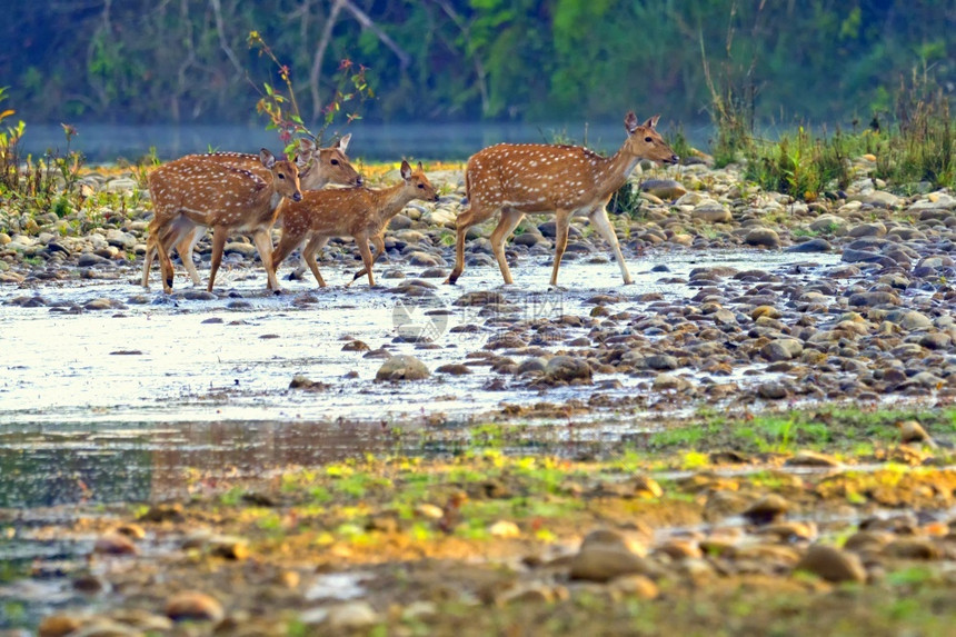 美丽斑点鹿CheetalAxisAxisAxisDeerRoyalBardiaNationalParkBardiyaPark尼泊图片