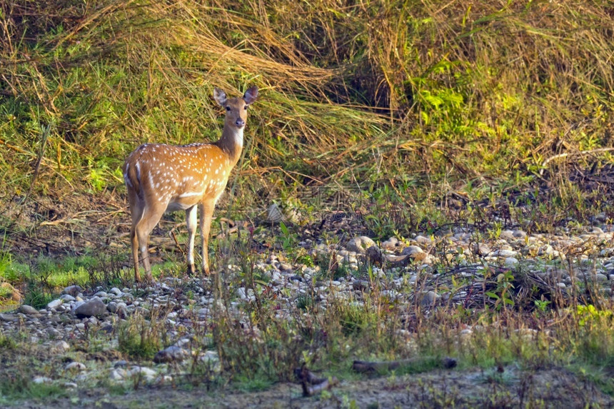 斑点鹿CheetalAxisAxisAxisDeerRoyalBardiaNationalParkBardiyaPark尼泊尔亚图片