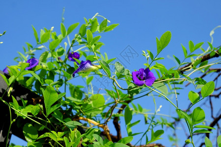 何以为家盛开在越南胡志明市屋顶花园的植物上开紧闭蝴蝶豆朵这种草药使食物有天然颜色或制造对健康有好处的蓝茶颜料或者背景
