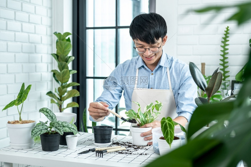 男园丁使用铲子将植物移到新花盆图片