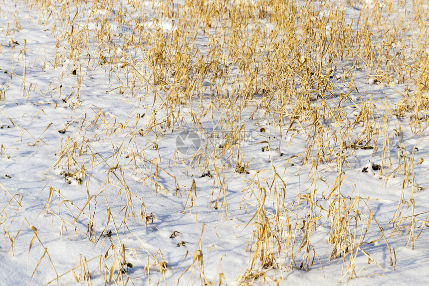 冬天阳光季雪和滑节的冬下和背景的草叶干燥积雪树枝荒野图片