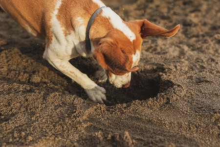 海洋高角狗犬滨风景地球高清图片