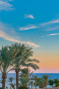 荒诞的晴天美丽绿色棕榈树映衬着夕阳的天空有淡云彩和蓝色大海户外图片