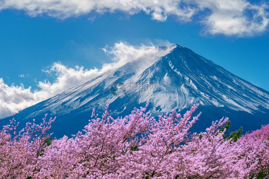 粉色的河口湖日本春天的藤山和樱花春暮图片