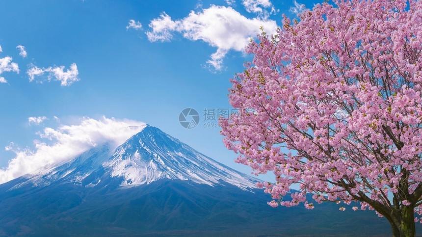 旅行开花全景日本春天的藤山和樱花春图片