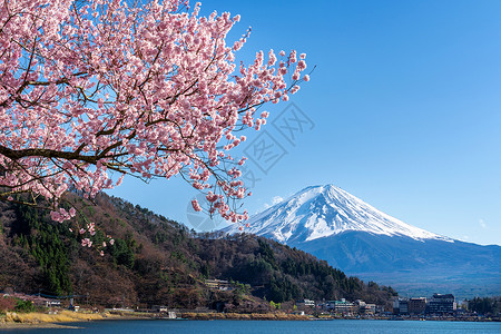 游客日落樱桃本春天的藤山和樱花春图片