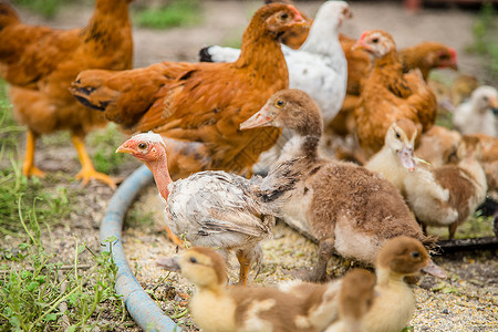 农场自由离婚家禽一群小鸭子农家鸡啄食一群鸭子鸡在农家啄食步行图片