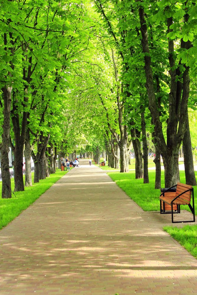 王冠路小美丽的公园有漂亮前门道和大绿树美丽的公园漂亮前门道绿色草坪长椅和高大的树图片