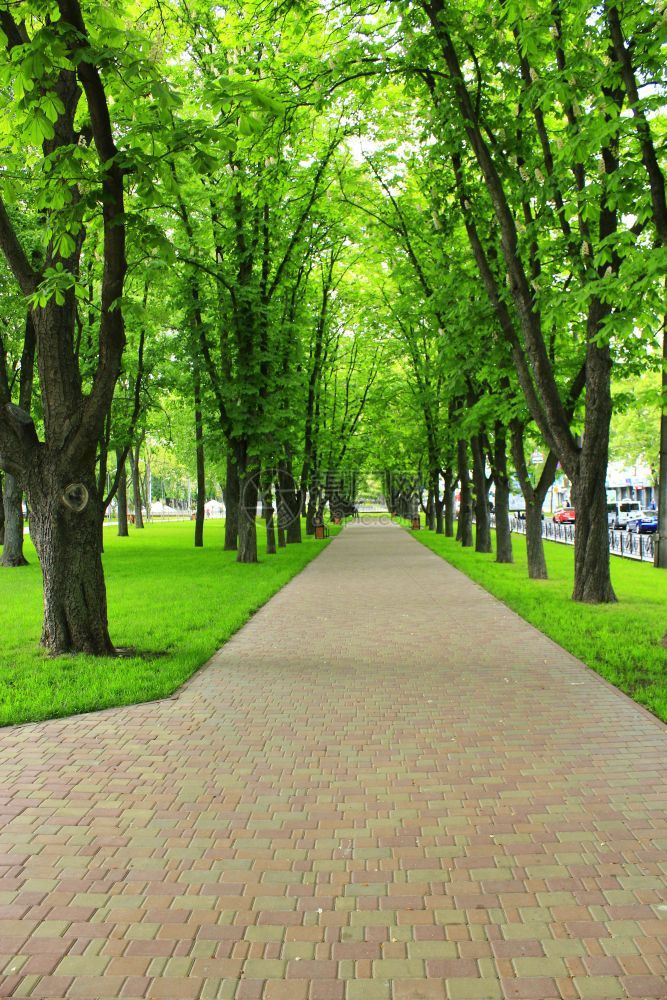 人行道美丽的公园有漂亮前门道和大绿树美丽的公园漂亮前门道绿色草坪长椅和高大的树草地长廊图片