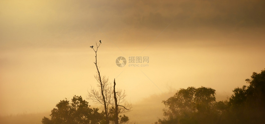 富杜鹃冬天一对大小鸟在清晨雾中光树枝上交配软体关注鸟儿图片