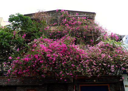 何以为家越南胡志明市奇异的豪房子越南有粉红色布加林维拉花朵封面建筑外墙前门的花棚装饰造出浪漫的正面观越南西贡天衬套赛背景