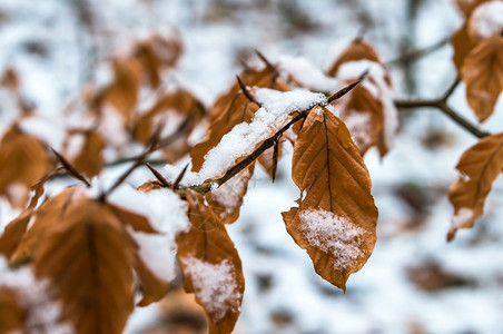 融化了天气草地上融化的雪冷冻植物树林里的冰雪草地上融化的雪图片