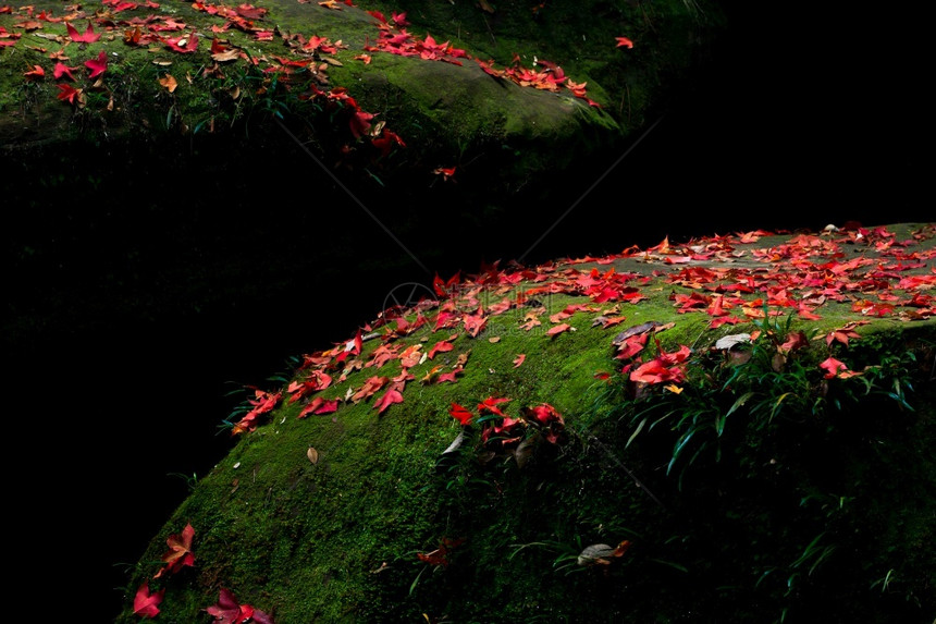 沟壑秋天岩石上坠落的红坡叶在阳光下的红山树叶对抗绿苔和暗影色溪图片
