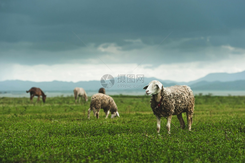 食物一群羊在湿季的绿草地上放牧在西泰国的农村现场草原传统的图片