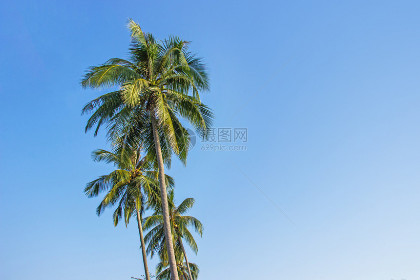 泰国高科库德岛Trat省美丽的热带海滩上棕榈树和天空明亮线海岸采取图片