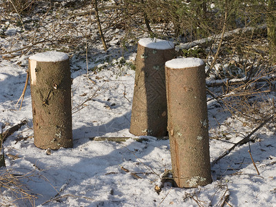 阳光明媚的寒冬森林中三个立木俄罗斯光束砍伐图片