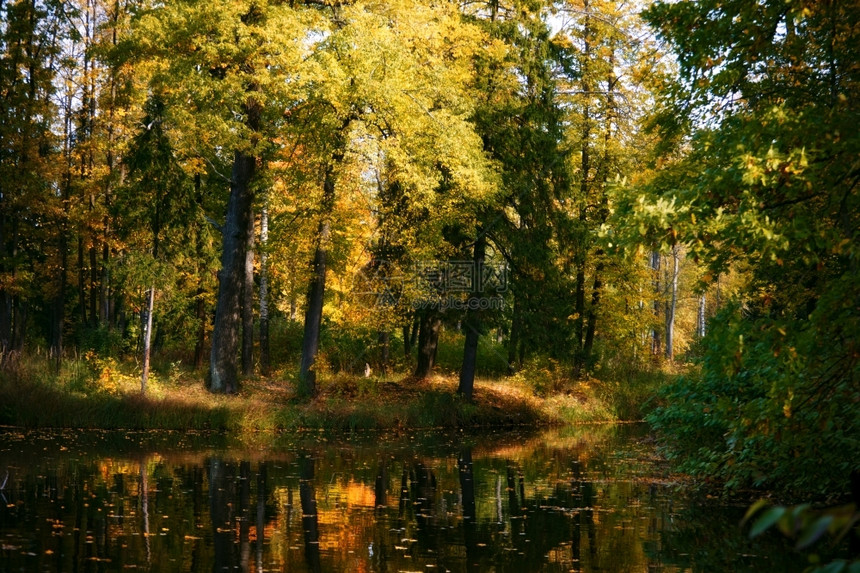 秋季森林中平静的河流荒野图片