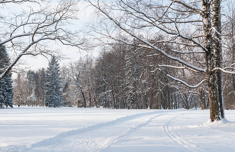 一月冬季风景冬天公园的节日冷清太阳图片