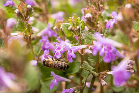 蓝色的动物群一只蜜蜂在植物之间飞行同时从花中采集粉一只小和蜜蜂在上面一只在植物之间飞行同时从花中采集粉一只小和蜜蜂在上面悬停森林高清图片素材