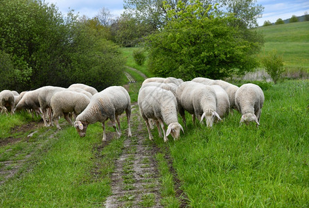 树木团体自然绿化带上的羊群图片