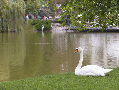 望天鹅风景区一只白天鹅坐在城市池塘附近的绿草地上望着城市池塘附近的绿草地上白天鹅平静面反射靠近优雅的背景