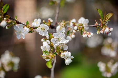 自然新的芽白樱花春天在园里开艺白樱树背景图片