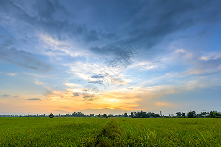 日出云农村美丽的绿田玉米或亚洲玉米种植地日落天空背景的农业收成图片