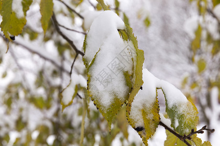 树叶上的积雪图片