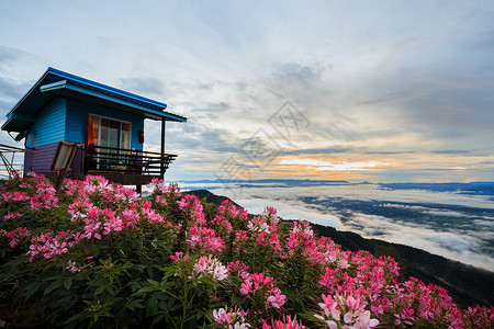 美丽的花朵和雾在山的风景冬季浪漫的颜色春天图片