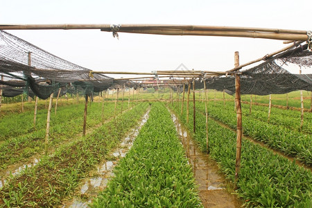 芳香蔬菜草本厨师植物图片