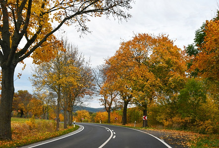 秋天公园树下的公路图片