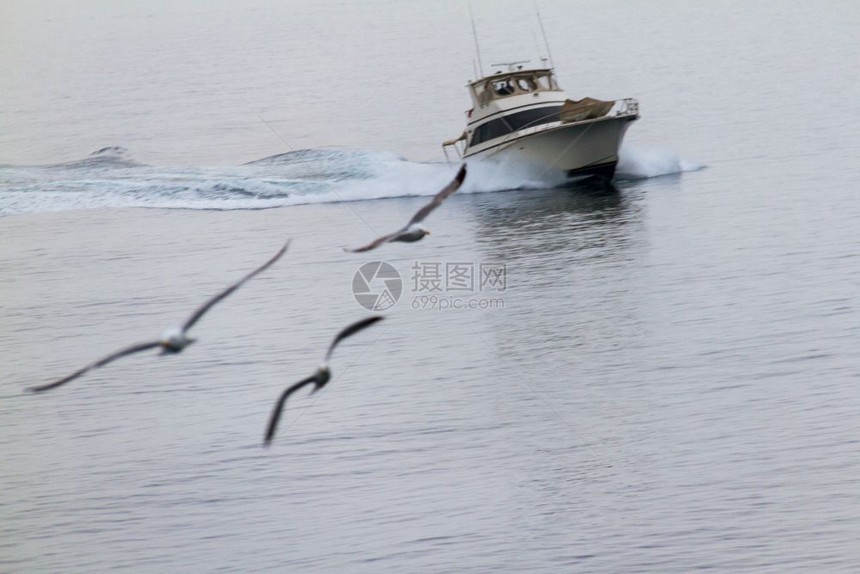 三个海鸥成队飞行在雅典和埃吉纳之间的游艇前海上在一个迷雾的日子水美丽蒙图片