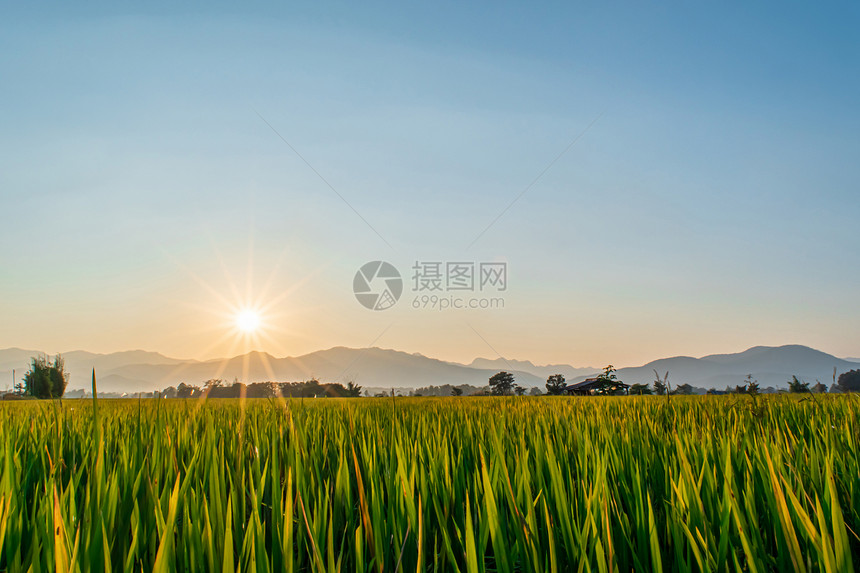 亚洲人季节泰国美丽的绿稻田和日落时的蓝天背景图片