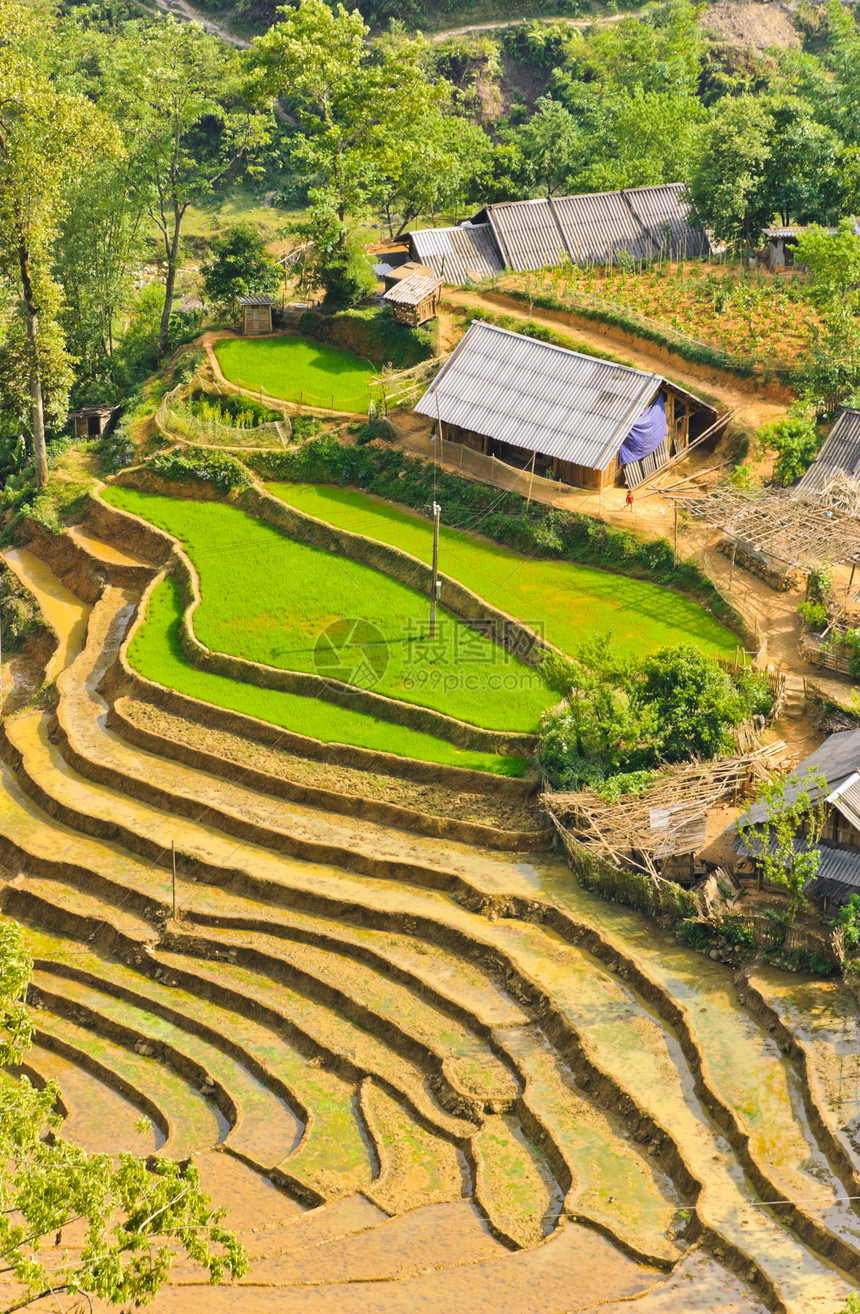 农场乡村的越南水稻梯田植物图片