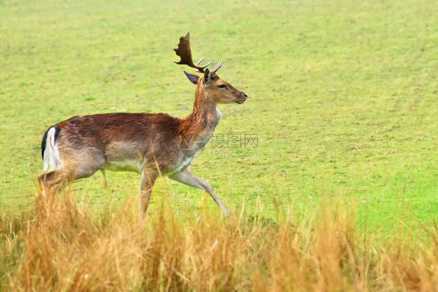 瀑布秋落的鹿头达马玛美丽的自然背景有动物季节麈放牧图片
