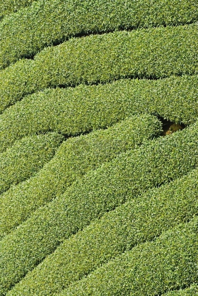 热带景观栽培亚洲一连串茶树图片