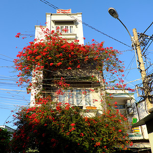 何以为家装饰风格爬在越南胡志明市的神奇小屋美丽的布加林维拉花朵攀登在墙壁上盛开着充满活力的红鲜花棚电背景