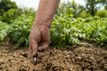 抓住食物户外在田间作播种上植子豆的女农民妇近亲手树苗高清图片素材