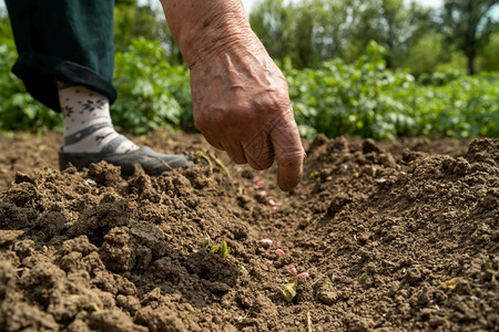 细节在田间作物播种上植子豆的女农民妇近亲手植物地面新鲜的高清图片素材