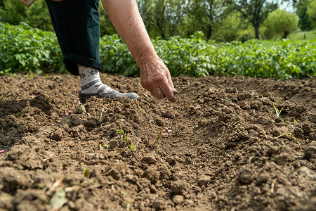 细节在田间作物播种上植子豆的女农民妇近亲手栽培夏天春天高清图片素材